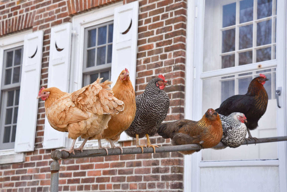 Regenerative Chicken Farming: The Future of Poultry Farming