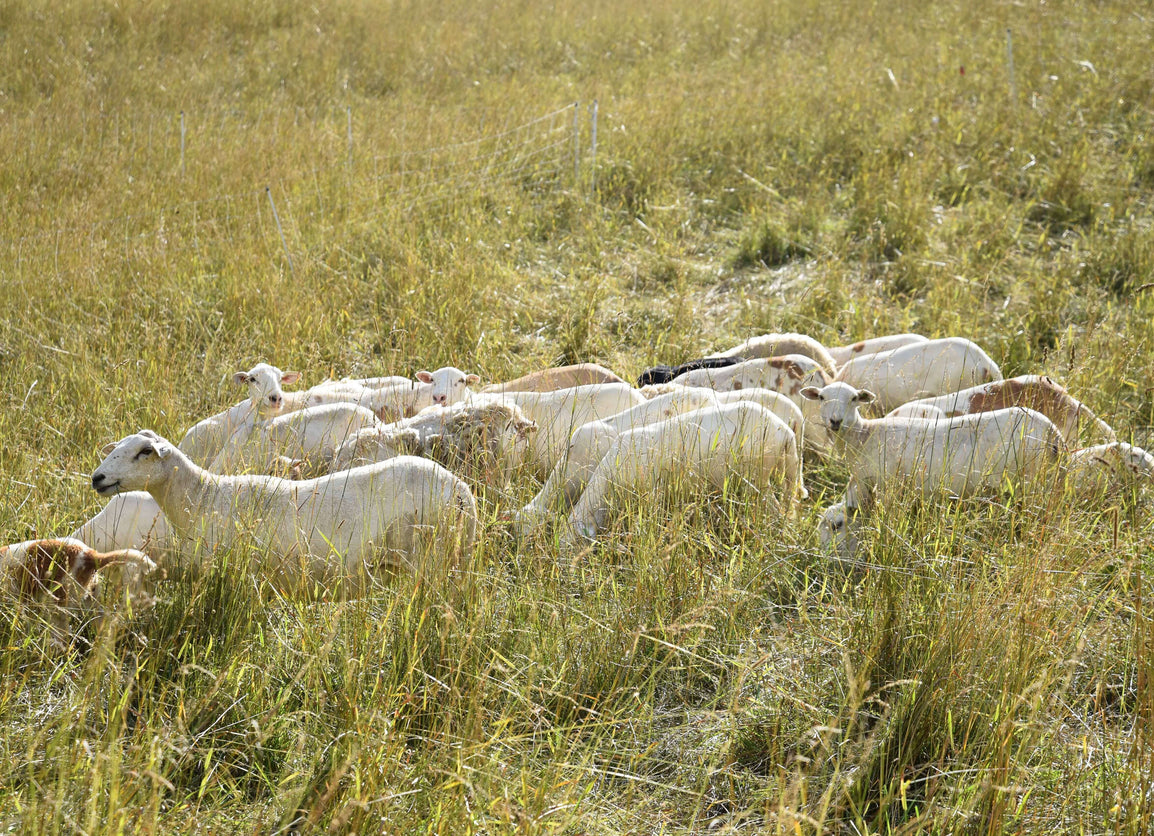 Regenerative Agriculture Diet