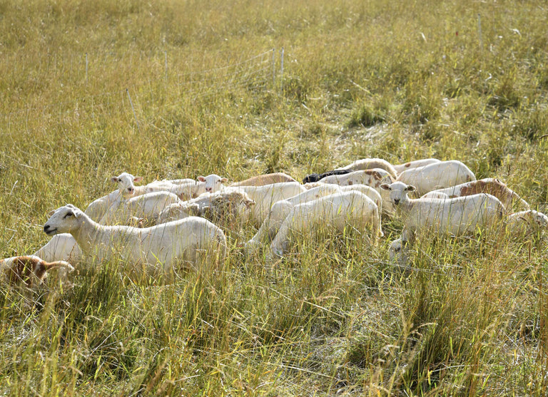 Regenerative Agriculture Diet
