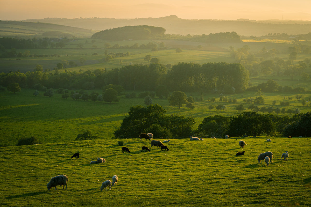 how-does-regenerative-agriculture-sequester-carbon-carnivore-snax