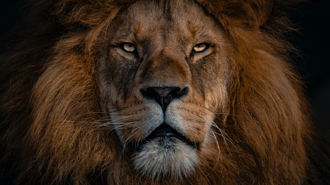 Lion Diet vs Carnivore Diet