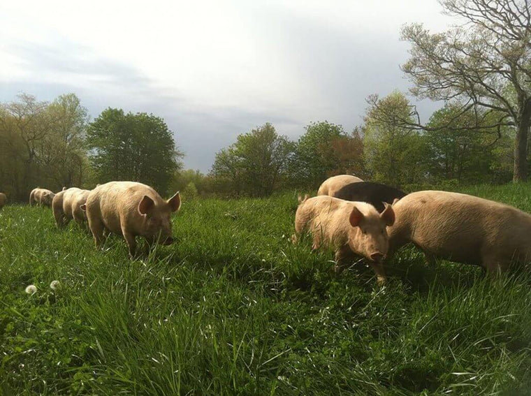 Pastured Heritage Pork