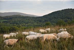 100% Pastured Lamb