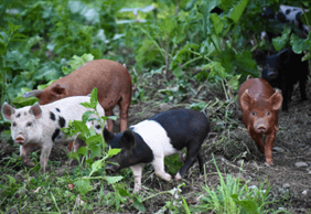 Pastured Heritage Pork