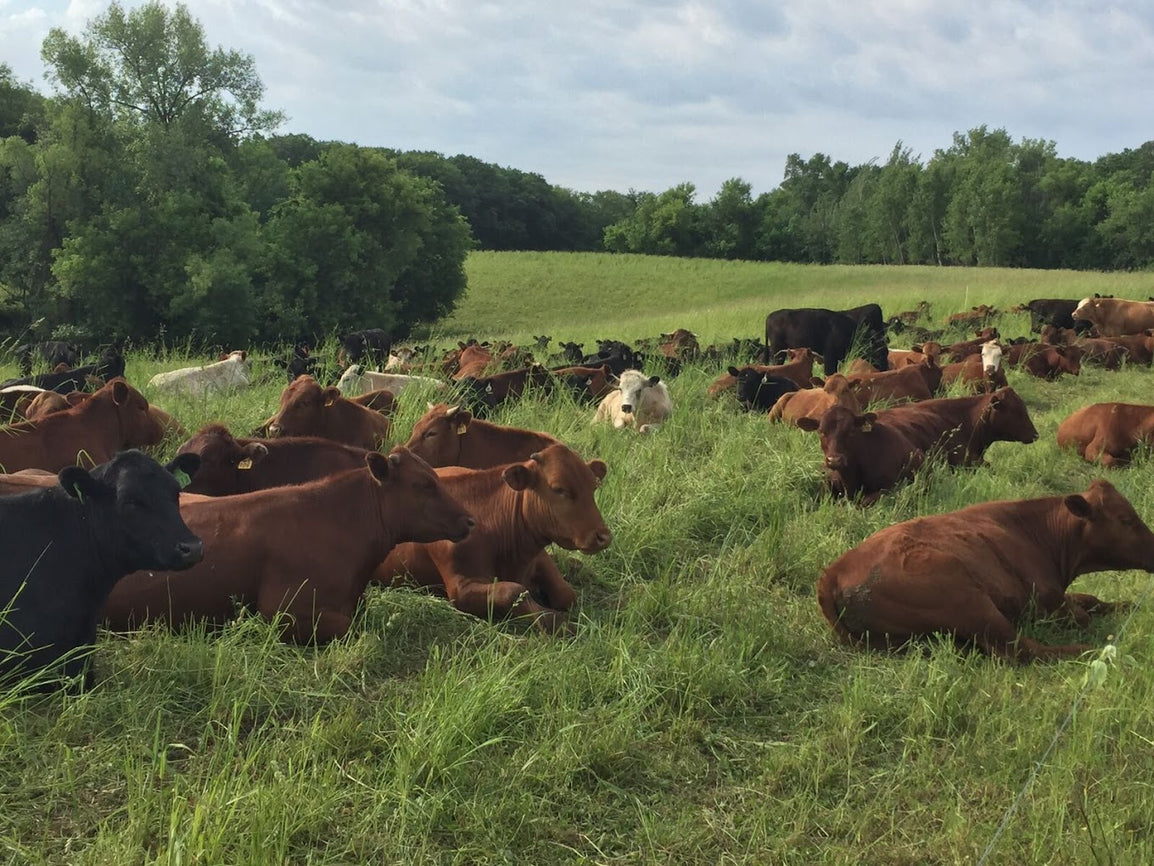 Regenerative Cattle Farming: The Role of Cows in Regenerative Agriculture