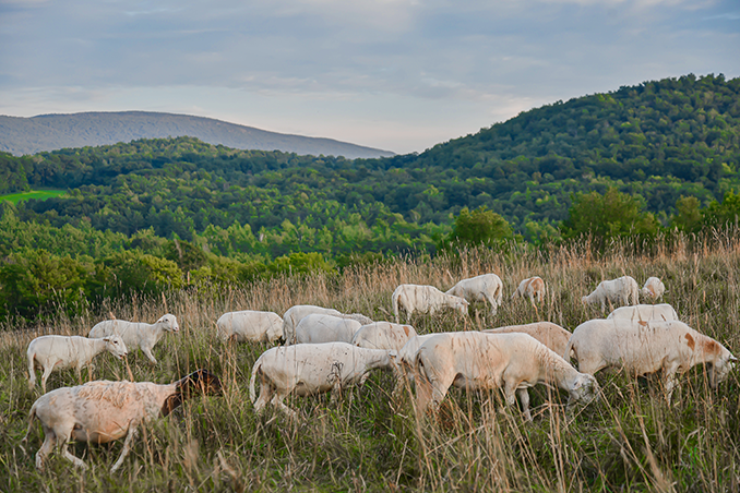 Why is Regenerative Agriculture Important?