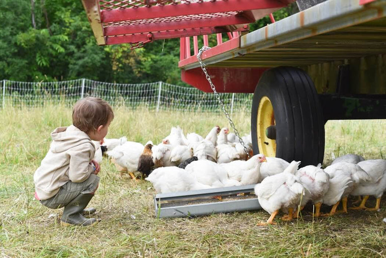 Regenerative Farming at Home: How to Start a Garden or Farm in Your Backyard