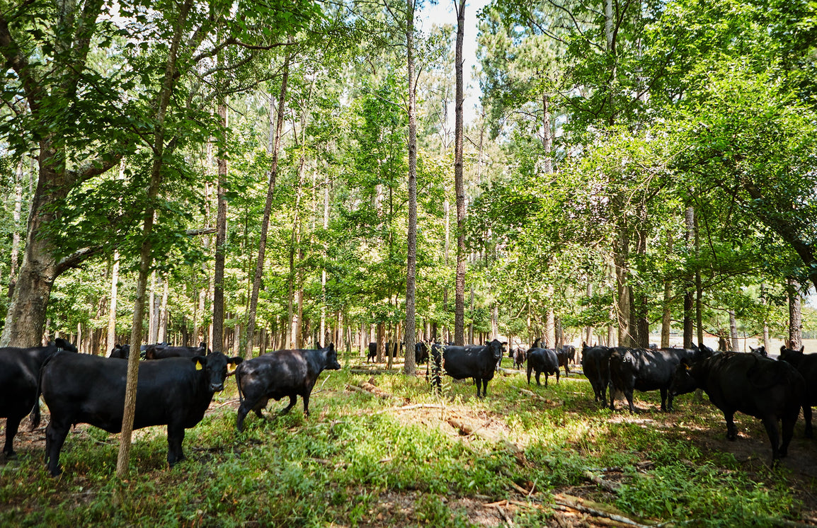 Regenerative Agriculture vs Sustainable Agriculture