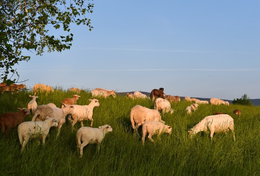 What is Regenerative Agriculture Grazing