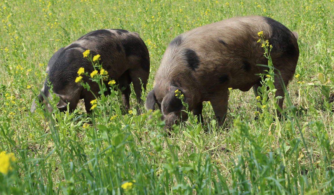 Regenerative Agriculture vs Conventional Agriculture