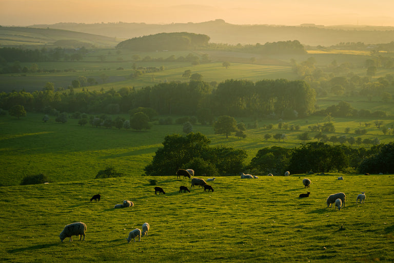 How Does Regenerative Agriculture Sequester Carbon