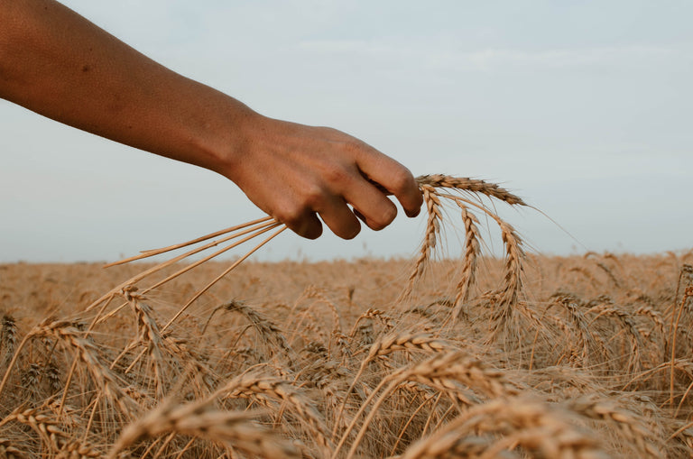 Biodynamic vs Regenerative Farming
