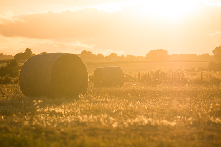 Regenerative Agriculture vs Permaculture