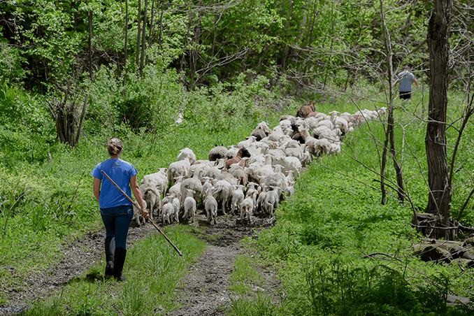What is Regenerative Agriculture?