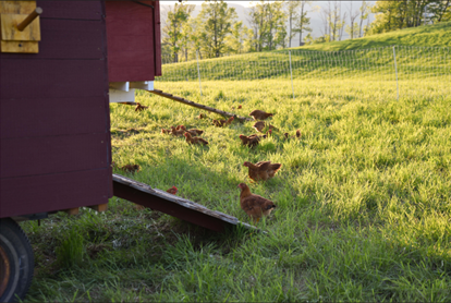 Pastured Chicken