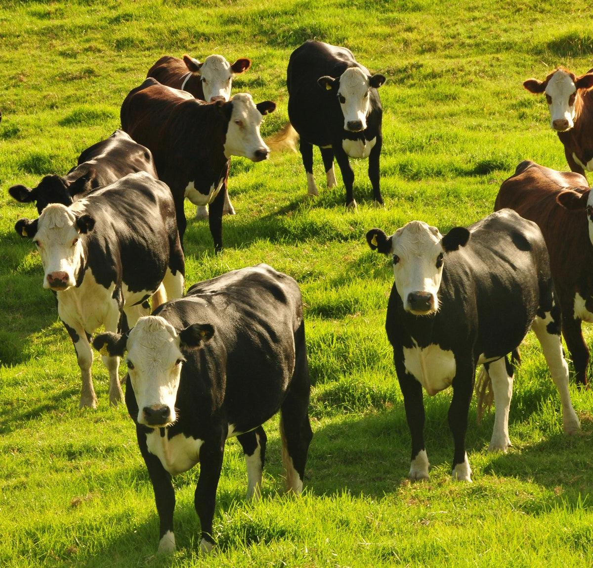 Grass-fed cattle on American pasture